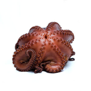 Pulpo Maya 1-2